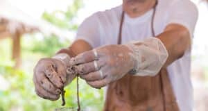 diferença compostor vermicompostor